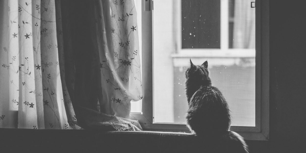 A person looking out a window with a thoughtful expression, symbolizing the broader perspective gained by escaping filter bubbles.